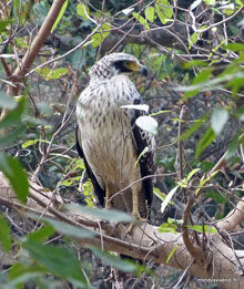 Aigle - Ranthambore - Inde